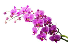 Purple Orchid Flower Isolated On Transparent Background. Generative Ai