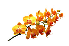 Orange Orchid Flower Isolated On Transparent Background. Generative Ai