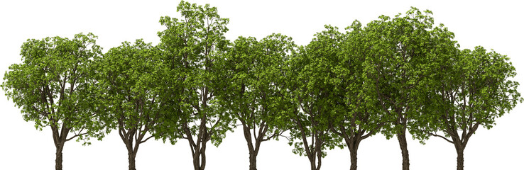 Wall Mural - trees tree line large-fruited oak, hq, arch viz, cutout plant 3d render 