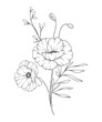 Poppy Line Art. Poppy outline Illustration. August Birth Month Flower. Poppy  outline isolated on white. Hand painted line art botanical illustration.