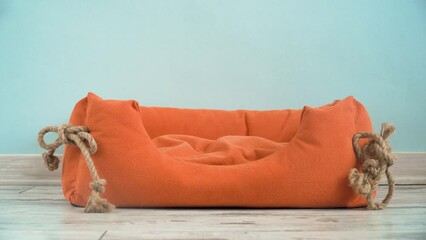 Wall Mural - Cute puppy jump in a couch