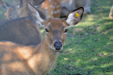 A deer on the grass