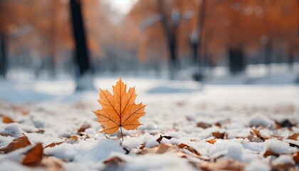 Wall Mural - Orange maple leaf in the snow on the ground. Autumn leaf in the snow. Maple leaf covered in snow. Winter landscape. Snowy paysage. Snow. Nature in snow. Winter time. Cold weather