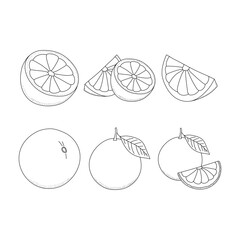 Wall Mural - Set of round slices of citrus fruits grapefruit, tangerine, orange. Contour illustration of fruit in the doodle style isolated on white background