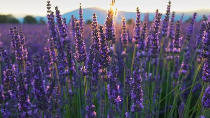 Poster - Lavender field at sunset, Provence, France. Beautiful purple lavender flowers, sun breaks through flowers Backlit violet lavender flowers sway in the wind. Gimbal 4K HDR shot