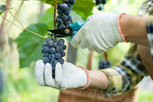 Grapes Harvesting. Blue Grape Bunch In Man Hands With Scissors Close Up. Detail Of Handmade Grape Harvest In Autumn Vineyard