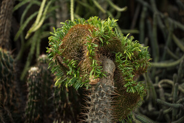 Green fresh leaves of grafted cactus.