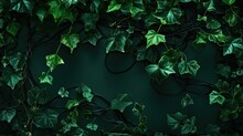 Delicate Ivy Tendrils Weaving From The Bottom. Backgrounds Graphics Design. 