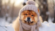 Cute chow chow in a cold winter in a warm knitted hat, generative AI