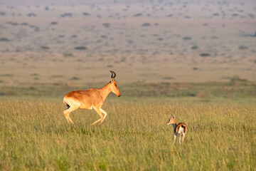 Canvas Print - Coke's hartebeest, Alcelaphus buselaphus cokii, running in the lush grass of the Masai Mara. Early morning light.