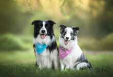 Outdoors Photo Of Pair Border Collie Dogs Black White And Blue Merle In Blue And Pink Bandanas Sitting Close And Looking In Camera In Green Grass On Sunny Summer Morning Park Background