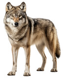 standing european grey wolf isolated on white background as transparent PNG