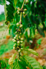 Wall Mural - Close-up of green fruit clusters of robusta coffee trees in Lam Dong, lush green coffee trees, coffee berries scattered on the trees