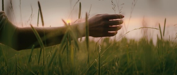 Woman caress juicy green grass on meadow at warm sunset sky in summer.