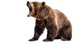 Bear isolated on a transparent background. Grizzly bear