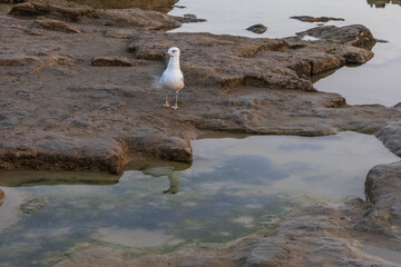 Wall Mural - A seagull stands on a rock and catches fish at low tide.