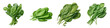 New Zealand spinach Vegetable Hyperrealistic Highly Detailed Isolated On Plain White Background