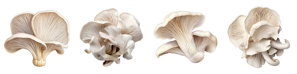 Wall Mural - Oyster mushrooms Vegetable Hyperrealistic Highly Detailed Isolated On Plain White Background