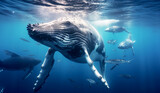 Humpback whale swimming under the ocean waves with fish