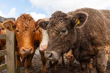 Wall Mural - cows, close up of a herd of young cows, one with brown curly coat, facing front and stood on muddy g