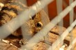 Junge Sibirische Streifenhörnchen oder Burunduk (Tamias sibiricus)