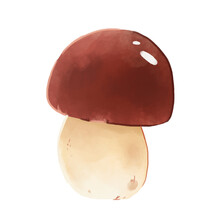 Illustration Of Edible Boletus Mushroom With Smooth Brown Cap, Thick White Stem And Pores Isolated On White Background. Forest Autumn Fungi Fungus