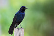 Boat-tailed grackle (Quiscalus major) sitting on fence post, Lake Parker, Florida, USA