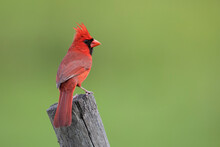 Northern Cardinal (Cardinalis Cardinalis) Male Perched, Florida, USA