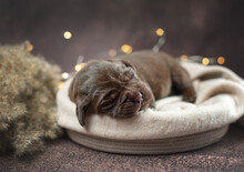 Studio Cozy Photo Of Newborn Brown Chocolate Labrador Retriever Puppy Dog Sleeping In Basket Near Yellow Spikelets On Brown Background With Warm Lights