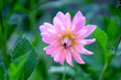 Dahlia Pink Purple Flower Garden Dalia Ozdobna Różowy Fiolet Kwiat Płatki Zielone Liście Beauty