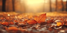 AUTUMN FALL LEAVES BACKGROUND CINEMATIC