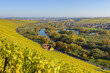 © Designpics - River Landscape with Colorful Vineyards in Autumn, Volkach, Nordheim, Alte Mainschleife, Mainfranken, Franconia, Bavaria, Germany
