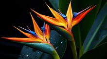 Bird Of Paradise Leaves With Orange Flower