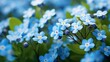 a delicate forget-me-not flower, its tiny blue blossoms creating a sea of color against a backdrop of lush greenery