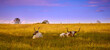 Two Texas Longhorn cattle laying in a field.