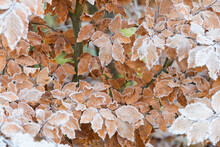 Close-up Of Beech Tree Leaves In Autumn Covered With Rime In The Odenwald Hills In Bavaria, Germany