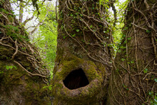 Close-up Of Old Tree Trunk With A Hole Surrounded By Ivy In Spring On The Isle Of Skye In Scotland, United Kingdom