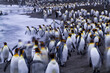 King penguins (Aptenodytes patagonicus) on the beach at St. Andrews Bay on South Georgia Island; South Georgia Island