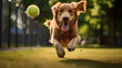 A funny dog ​​is running after a tennis ball on the background of a park.