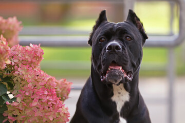 The portrait of a black Cane Corso dog with cropped ears posing outdoors next to a pink blooming Hydrangea shrub in summer