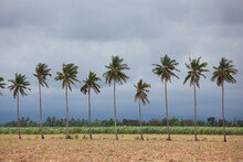 Palm Trees Sway In The Wind In A Sugarcane Field As A Storm Approaches Near Bias City; Negros Island, Philippines