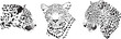 Leopard's heads, lat. Panthera pardus