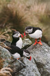 Puffin flock, birdwatching in Norway. Atlantic puffins seabirds wildlife nature cute birds in natural habitat