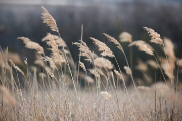 Autumn meadow wild grass filed