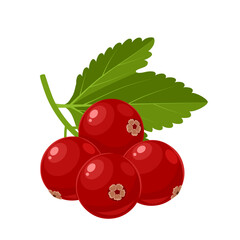 Wall Mural - Vector illustration, Ribes rubrum or red currant, isolated on white background.