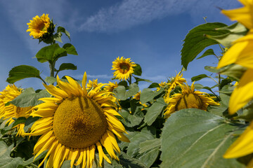 Wall Mural - Sunflower field with flowers and bees