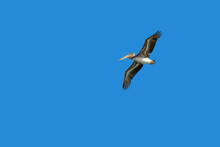 One Brown Pelican Bird With Wingspread And Soaring In A Clear Blue Sky