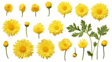 Delicate Yellow Chrysanthemum Set: Top View Of Flowers, Buds, & Leaves On Transparent Background, PNG