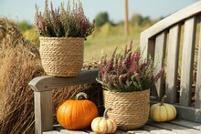 Beautiful Heather Flowers In Pots And Pumpkins On Wooden Bench Outdoors