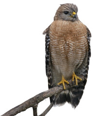 red-shouldered hawk perching on a tree , isolated on white .
